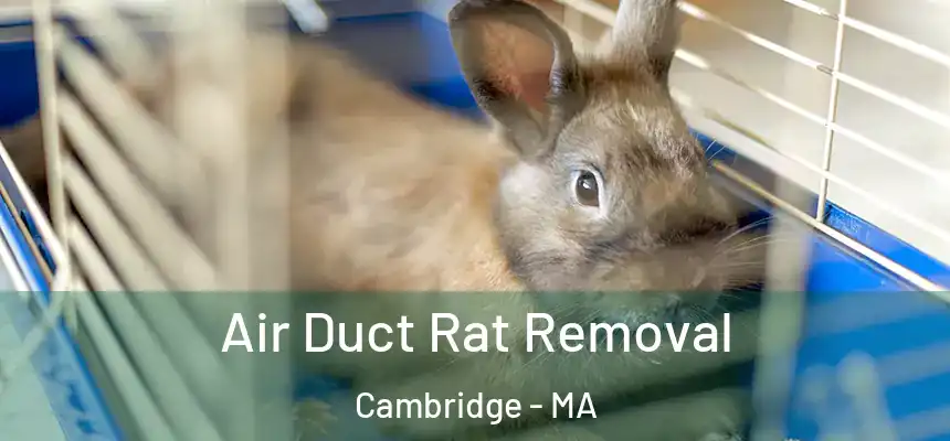 Air Duct Rat Removal Cambridge - MA