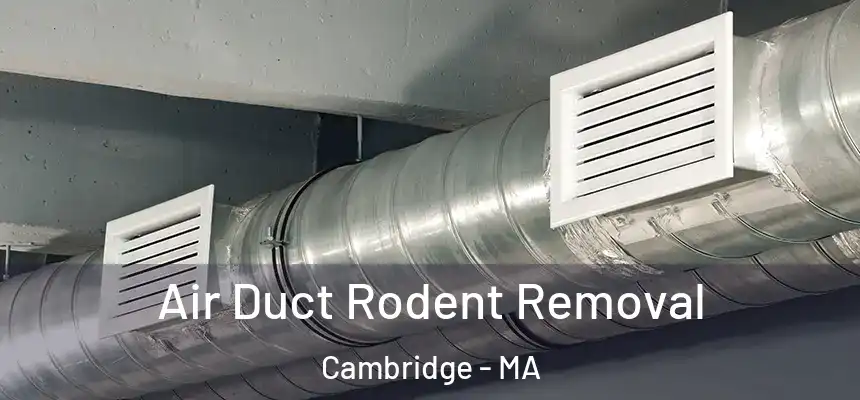 Air Duct Rodent Removal Cambridge - MA