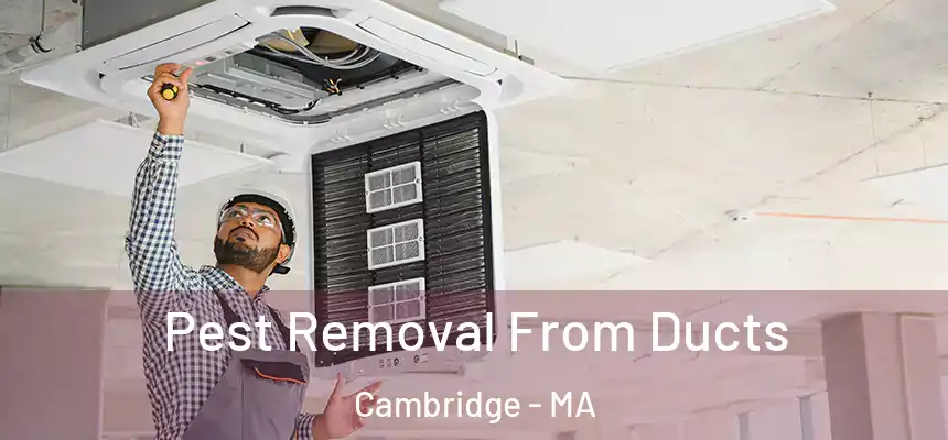  Pest Removal From Ducts Cambridge - MA